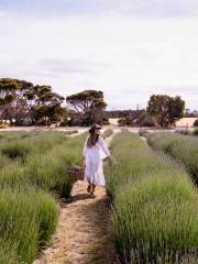 Emu Bay Lavender Farm