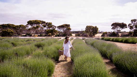 Emu Bay Lavender Farm