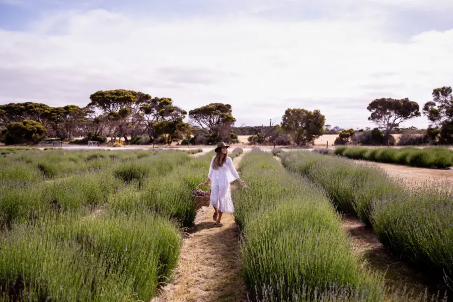 Emu Bay Lavender Farm