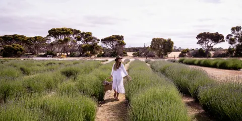 鴯鶓灣薰衣草花田