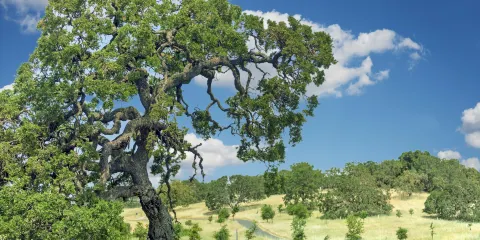 利蘭·斯坦福國家歷史公園