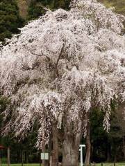 Weeping Cherry Tree of Kanbara