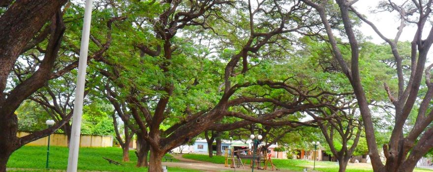 Algarrobillos. Park