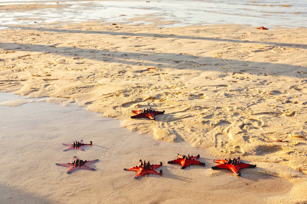 海星沙灘