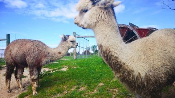 Alpine Alpacas Fairlie