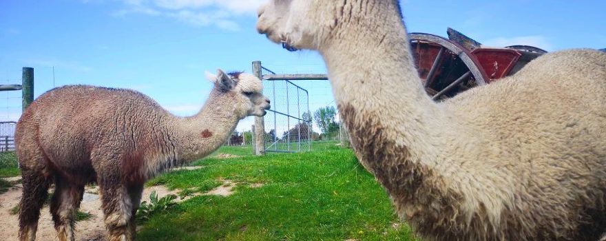 Alpine Alpacas Fairlie