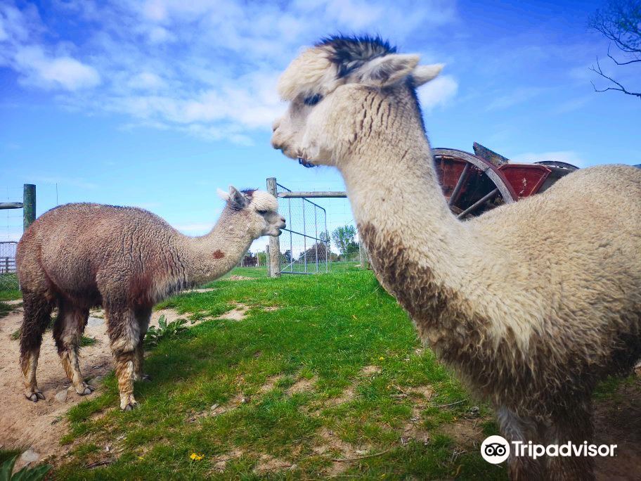 Alpine Alpacas Fairlie