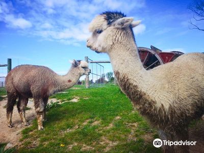 Alpine Alpacas Fairlie