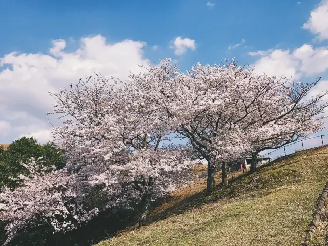 การชมดอกซากุระบานสะพรั่งที่จังหวัดนะระ