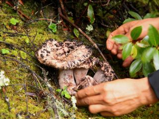 芒市10大最佳頂級飯店排名
