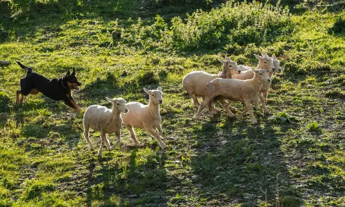 Farm Animal Encounters in Queenstown