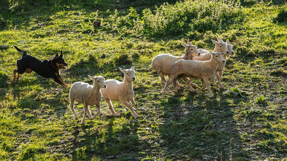 Animal Farm Visits in Queenstown