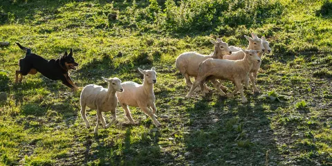皇后鎮參觀動物農場