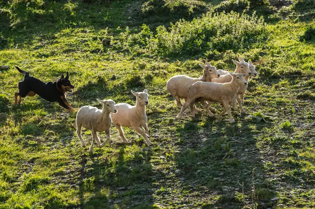 Farm Animal Encounters in Queenstown