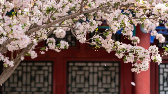 恭王府·恭王府品質深度人工講解丨佩戴無線耳麥丨可選私家小團