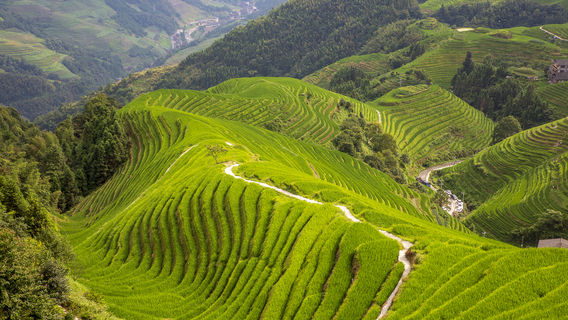 Longji Rice Terraces Scenic Area - Ping'an Village Terraces