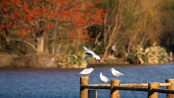 Bird Watching in Xichang