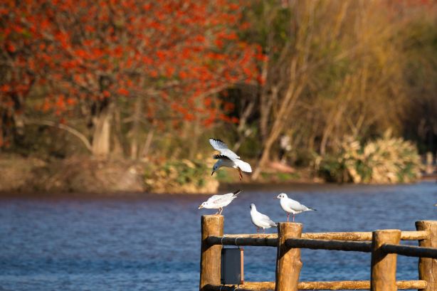 Bird Watching in Xichang