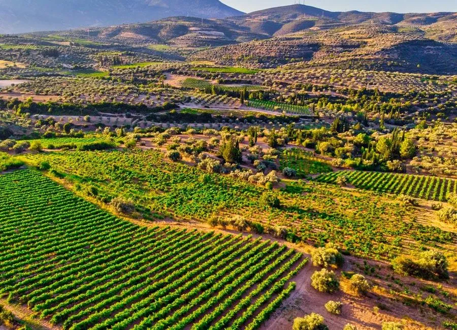 Great Days of Nemea  2026 | Corinthia