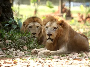 Hainan Tropical Wildlife Park And Botanical Garden