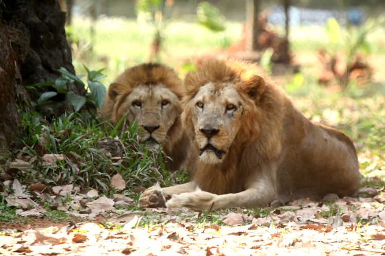 Hainan Tropical Wildlife Park