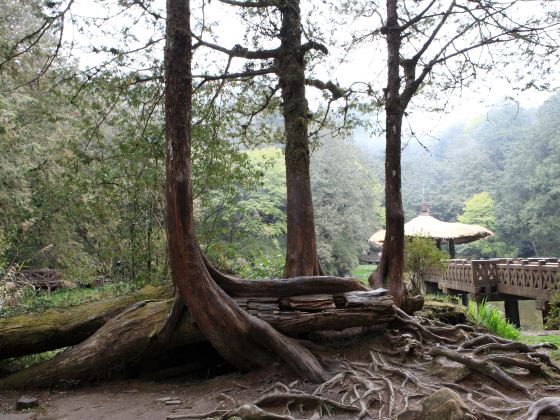 Alishan Shenmu Area