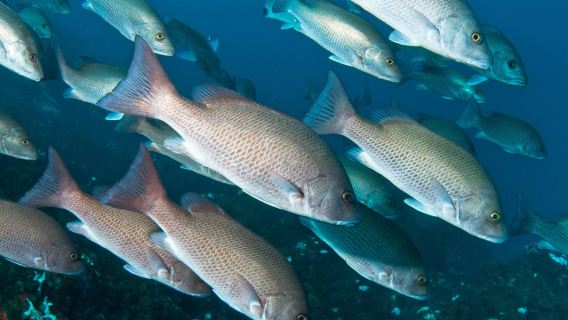 武漢動物園 + 黃鶴樓 + 東湖海洋世界一日遊【專車接送 · 包門票】