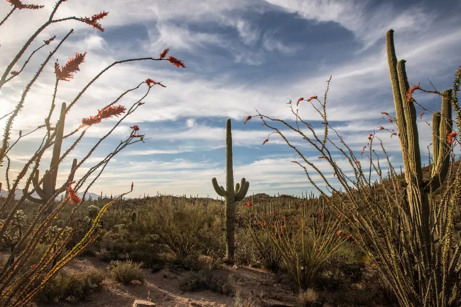 Cactus Garden Dr