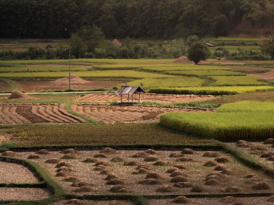 Jatiluwih Rice Terraces