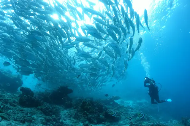 Diving in Koh Samui
