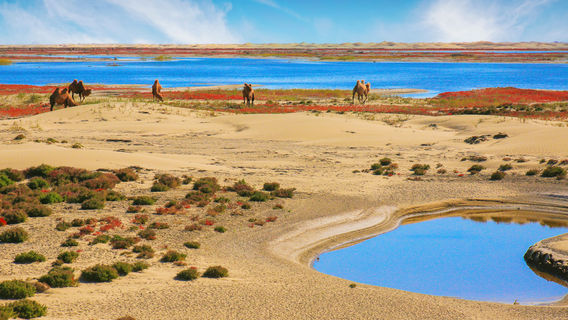 Ancient Juyan Lake Scenic Area