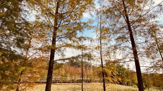 【景色】秋天过嚟拍黄叶特别适合。【性价比】免费公园。【趣味】