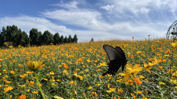 Green Mountain Micro Lake Park, Daying County, Sichuan