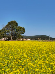 重陽鎮千畝油菜花基地