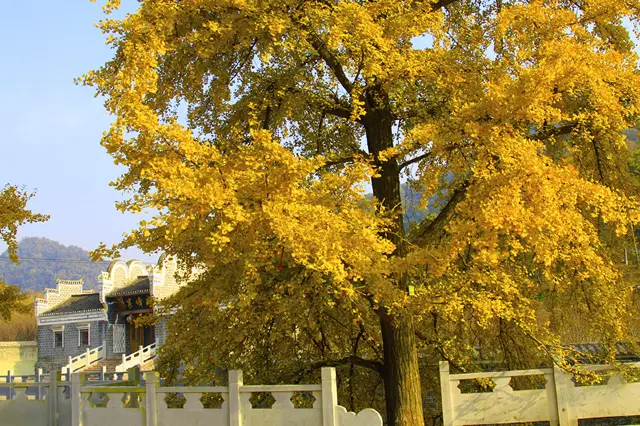 Ginkgo Trees in Xiaogan
