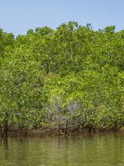 Sabang Mangrove Forest