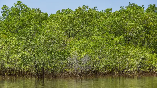 Sabang Mangrove Forest