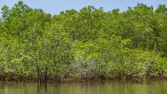 Sabang Mangrove Forest