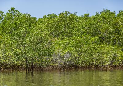 Sabang Mangrove Fores