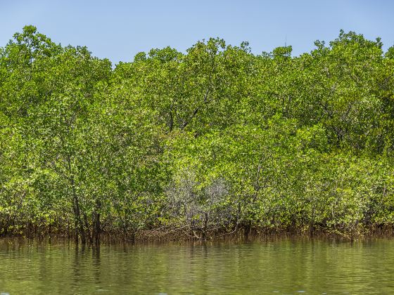 Sabang Mangrove Forest