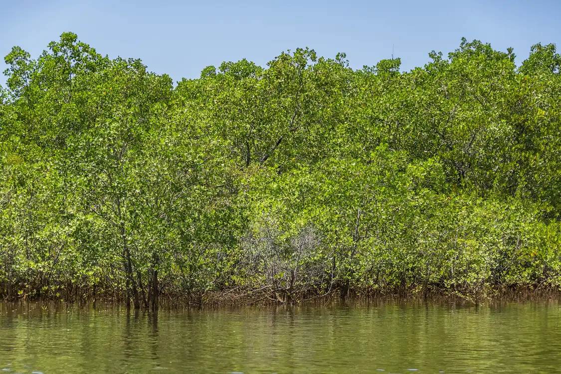 Hotels near Sabang Mangrove Forest