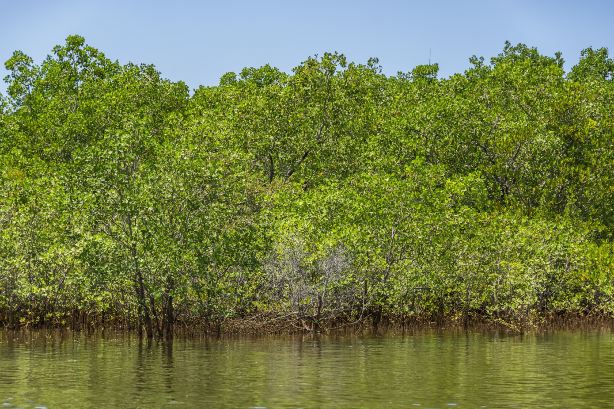 Sabang Mangrove Forest