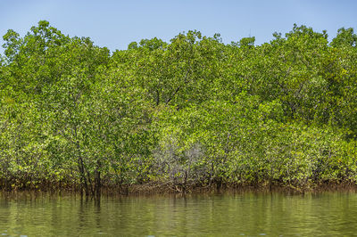 Sabang Mangrove Forest