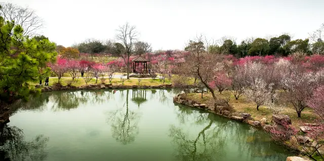 Yangzhou Appreciation of Plum Blossoms