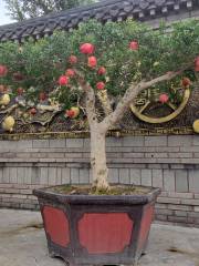 China Pomegranate Expo Park