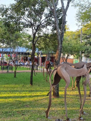 Asociacion Rural del Paraguay - EXPO