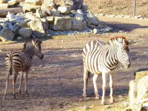 Thuringian Zoo Park, Erfurt