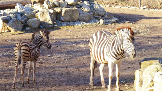 Thuringian Zoo Park, Erfurt