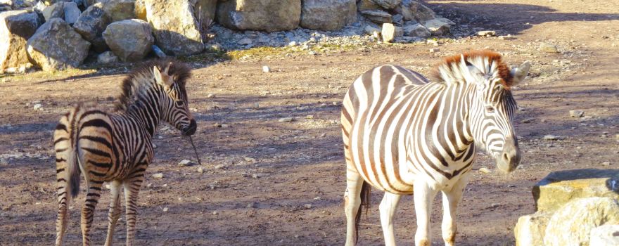 Thuringian Zoo Park, Erfurt