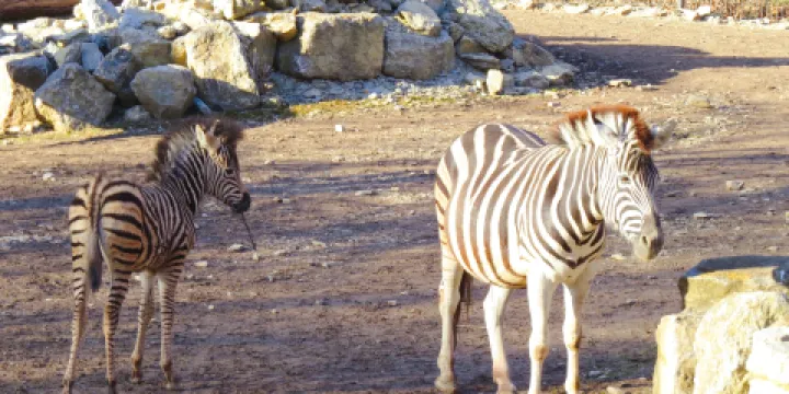 Thuringian Zoo Park, Erfurt
